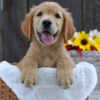 Image of Kade, a Golden Retriever puppy