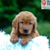 Image of Kane, a Golden Retriever puppy