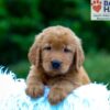Image of Kane, a Golden Retriever puppy