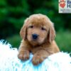 Image of Kane, a Golden Retriever puppy