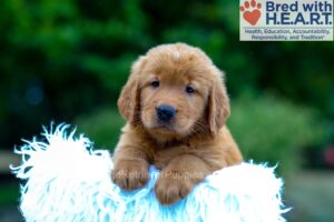 Image of Kane, a Golden Retriever puppy