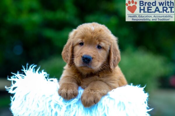 Image of Kane, a Golden Retriever puppy