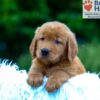 Image of Kane, a Golden Retriever puppy