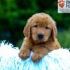Image of Kane, a Golden Retriever puppy
