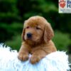 Image of Kane, a Golden Retriever puppy