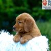 Image of Kane, a Golden Retriever puppy