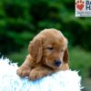 Image of Kane, a Golden Retriever puppy