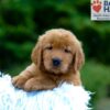 Image of Kane, a Golden Retriever puppy