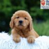 Image of Karla, a Golden Retriever puppy