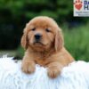 Image of Karla, a Golden Retriever puppy