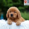 Image of Karla, a Golden Retriever puppy