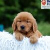 Image of Karla, a Golden Retriever puppy