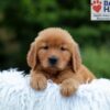 Image of Karla, a Golden Retriever puppy