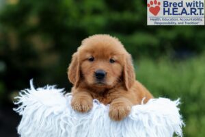 Image of Karla, a Golden Retriever puppy