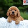 Image of Karla, a Golden Retriever puppy