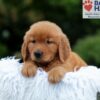Image of Karla, a Golden Retriever puppy