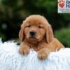 Image of Karla, a Golden Retriever puppy