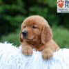 Image of Karla, a Golden Retriever puppy
