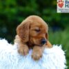 Image of Kayden, a Golden Retriever puppy