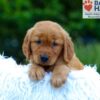 Image of Kayden, a Golden Retriever puppy
