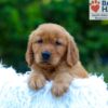 Image of Kayden, a Golden Retriever puppy