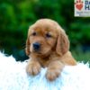 Image of Kayden, a Golden Retriever puppy