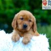 Image of Kayden, a Golden Retriever puppy