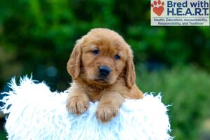 Image of Kayden, a Golden Retriever puppy