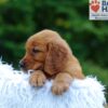 Image of Kayden, a Golden Retriever puppy