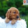 Image of Kayden, a Golden Retriever puppy