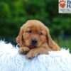 Image of Kayden, a Golden Retriever puppy