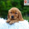 Image of Kayden, a Golden Retriever puppy