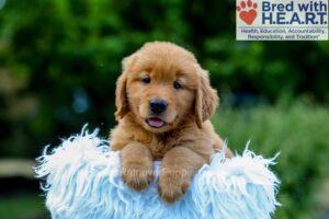 Image of Kennedy, a Golden Retriever puppy