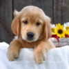 Image of Kenzie, a Golden Retriever puppy
