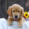 Image of Kenzie, a Golden Retriever puppy