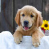 Image of Kenzie, a Golden Retriever puppy