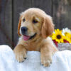 Image of Kenzie, a Golden Retriever puppy