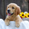 Image of Kenzie, a Golden Retriever puppy
