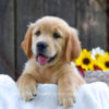 Image of Kenzie, a Golden Retriever puppy