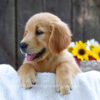 Image of Kenzie, a Golden Retriever puppy