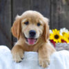 Image of Kenzie, a Golden Retriever puppy