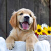 Image of Kenzie, a Golden Retriever puppy