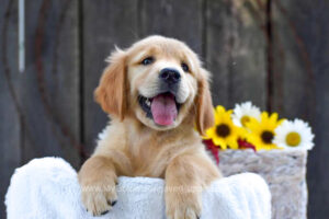 Image of Kenzie, a Golden Retriever puppy