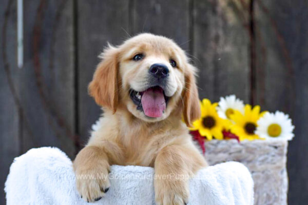 Image of Kenzie, a Golden Retriever puppy