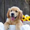 Image of Kenzie, a Golden Retriever puppy