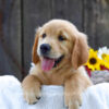 Image of Kenzie, a Golden Retriever puppy