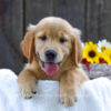 Image of Kenzie, a Golden Retriever puppy