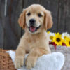 Image of Kinsley, a Golden Retriever puppy
