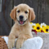 Image of Kinsley, a Golden Retriever puppy