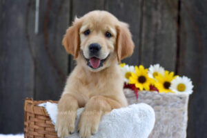 Image of Kinsley, a Golden Retriever puppy